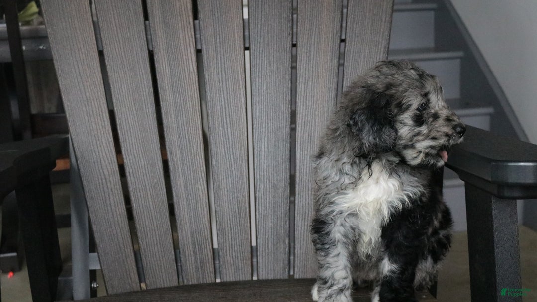 Newfypoo dogs for sale: Rain - Ad 8