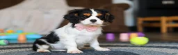 Cavalier King Charles Spaniel dogs for sale: Oliver - Ad 3