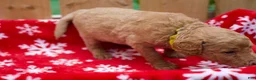 Goldendoodle dogs for sale:  Bobby - Ad 5