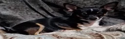 Chihuahua dogs for sale: Leo - Ad 3