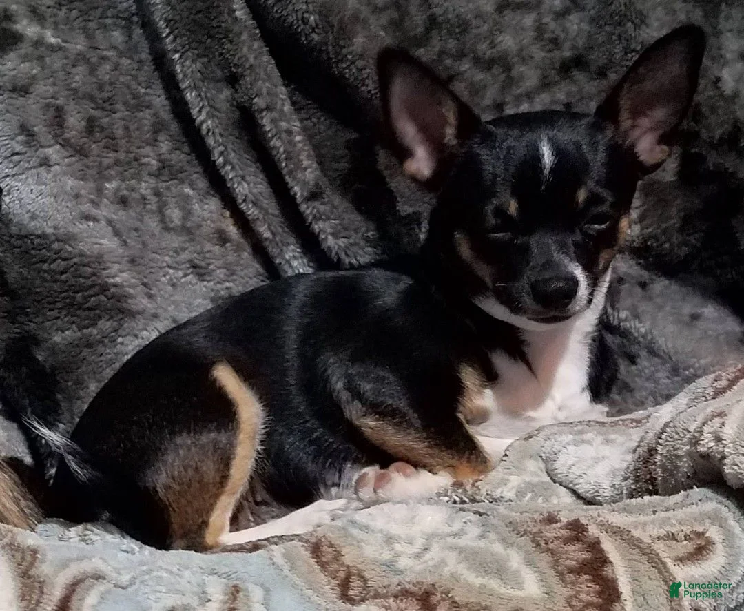 Chihuahua dogs for sale: Leo - Ad 3
