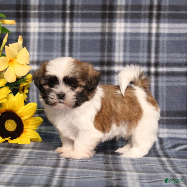 Shih Tzu dogs Tristin - Ad 1