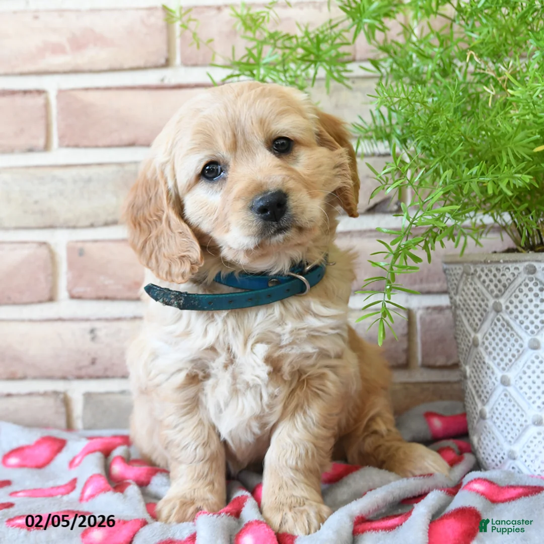 Miniature Golden Retriever dogs for sale: Arrow - Ad 1