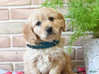 Miniature Golden Retriever dogs Arrow - Ad 7