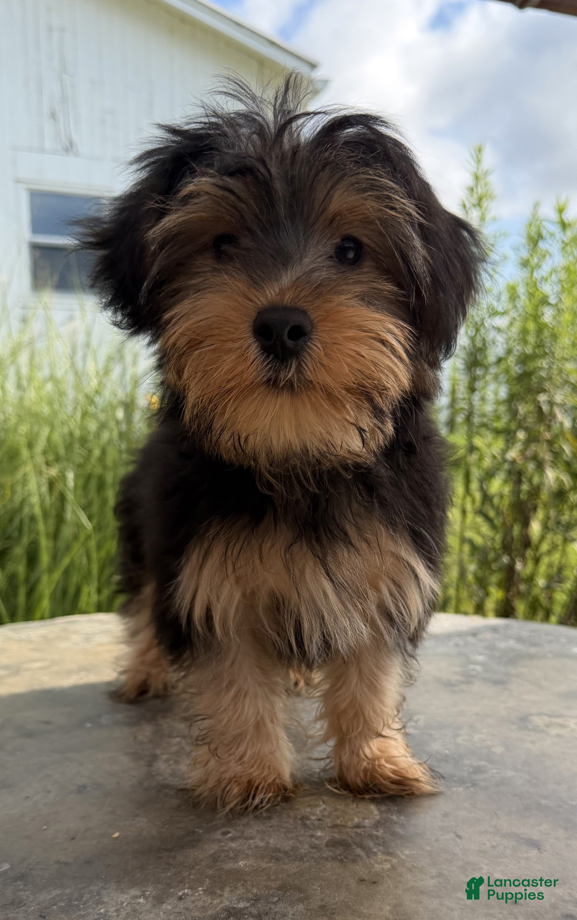 Yorkshire Terrier dogs Hugo - Ad 2