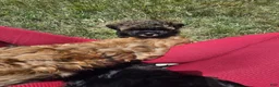 Shihpoo dogs for sale: Marbles - Ad 3