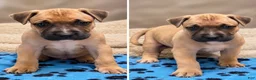 American Bully dogs for sale: Neo - Ad 4