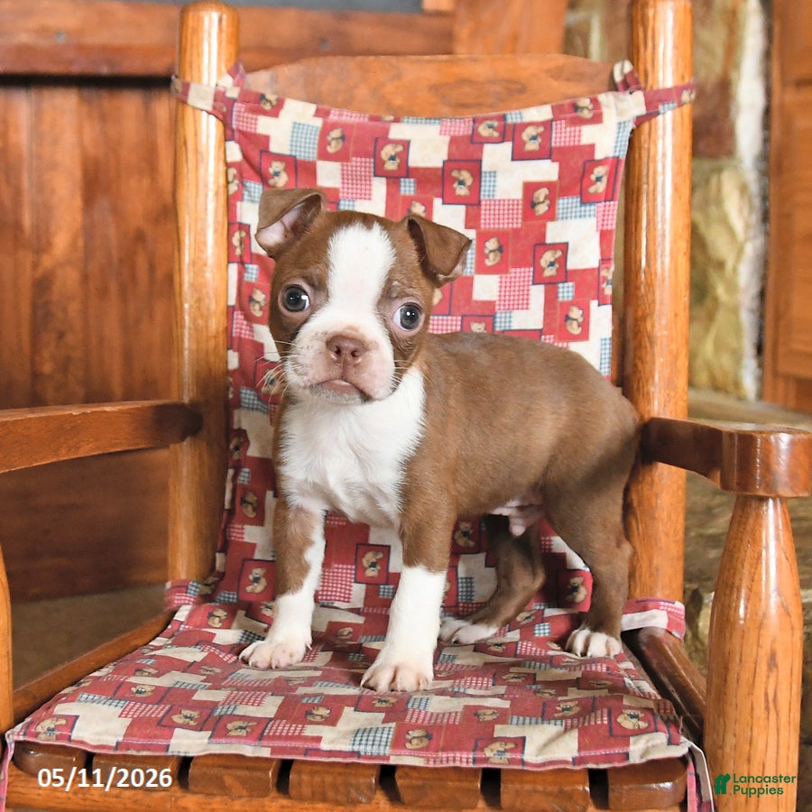 Boston Terrier dogs Barnaby - Ad 2
