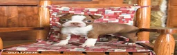 Boston Terrier dogs for sale: Barnaby - Ad 2