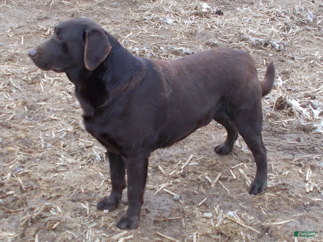 Labrador Retriever dogs for sale: Sam - Ad 4