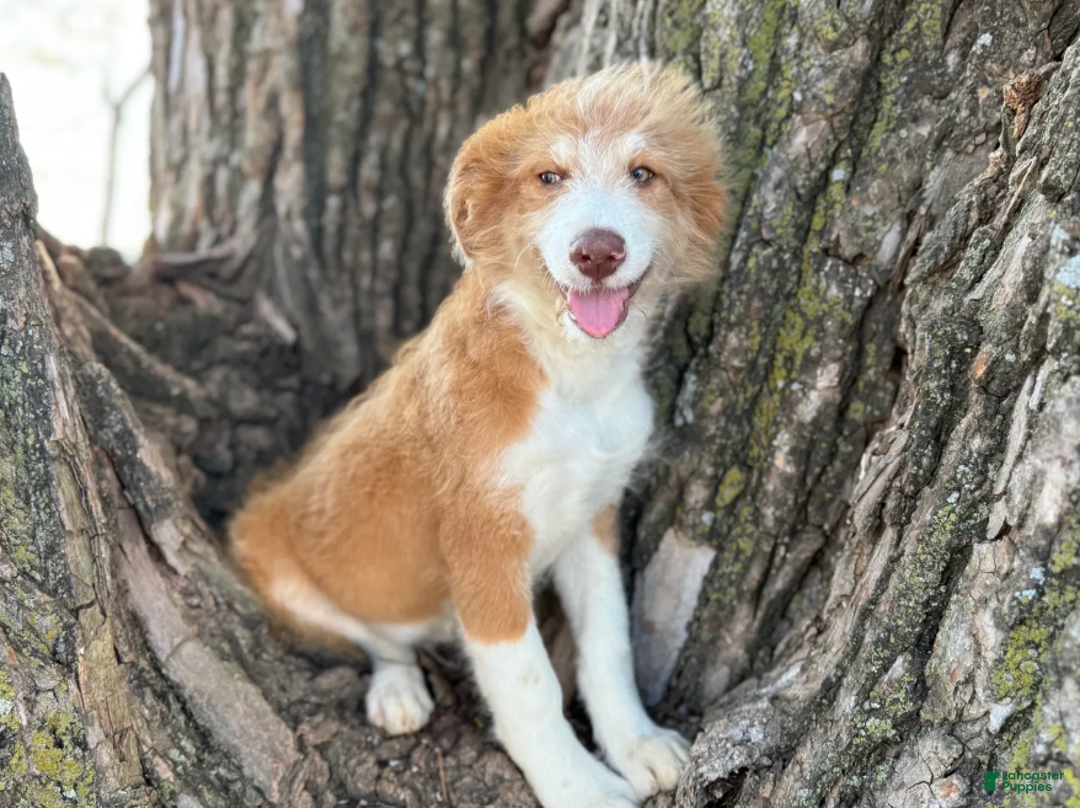 Aussiedoodle dogs for sale: Red Tri Male - Ad 3