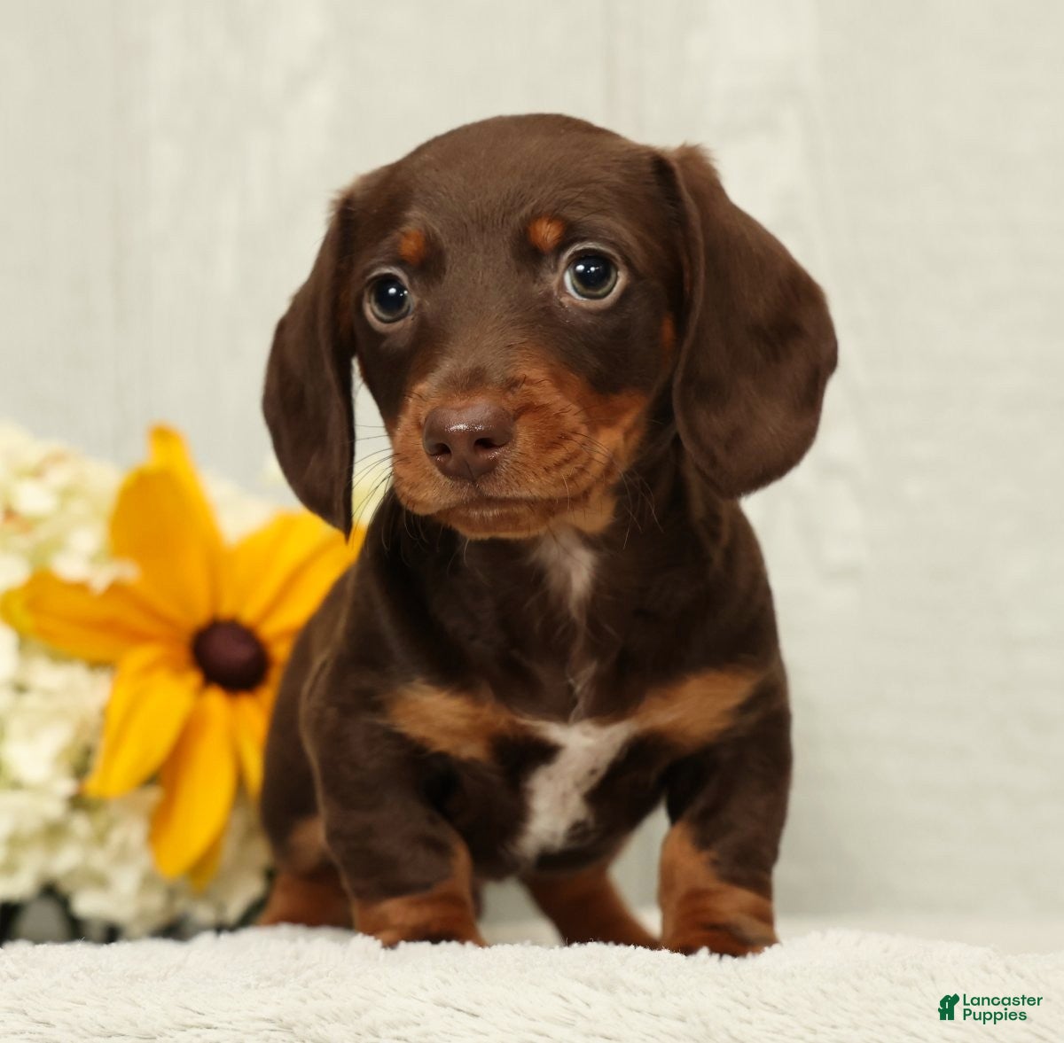 Miniature Dachshund dogs Jose - Ad 1