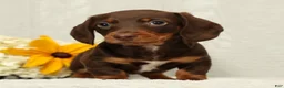 Miniature Dachshund dogs for sale: Jose - Ad 1