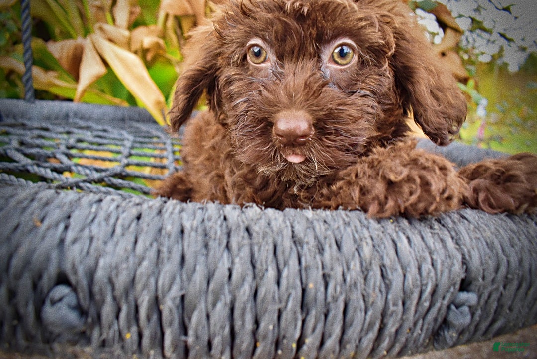 Havapoo dogs for sale: Lady - Ad 2