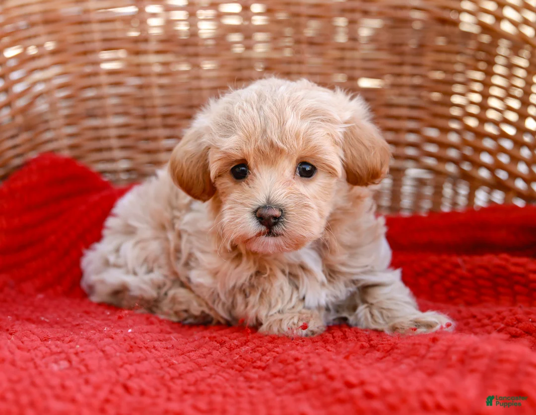 Maltipoo dogs for sale: Star - Ad 5