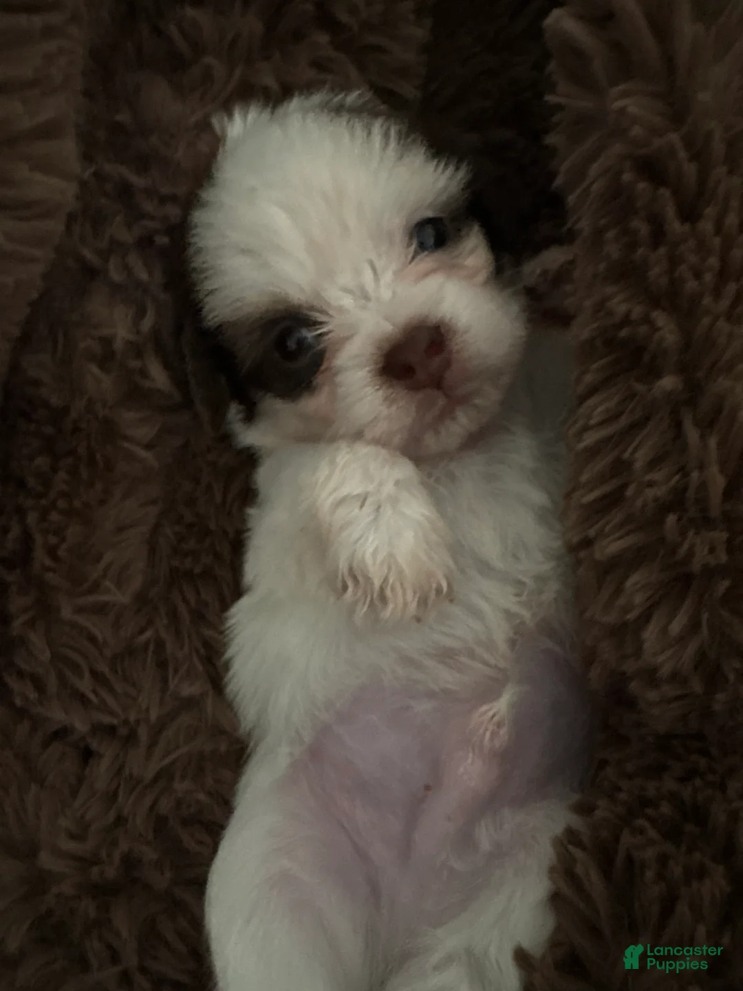 Mixed Breed dogs for sale: Mixed Breed 1 - Ad 1