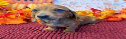 Miniature Dachshund dogs for sale: Reba - Ad 3