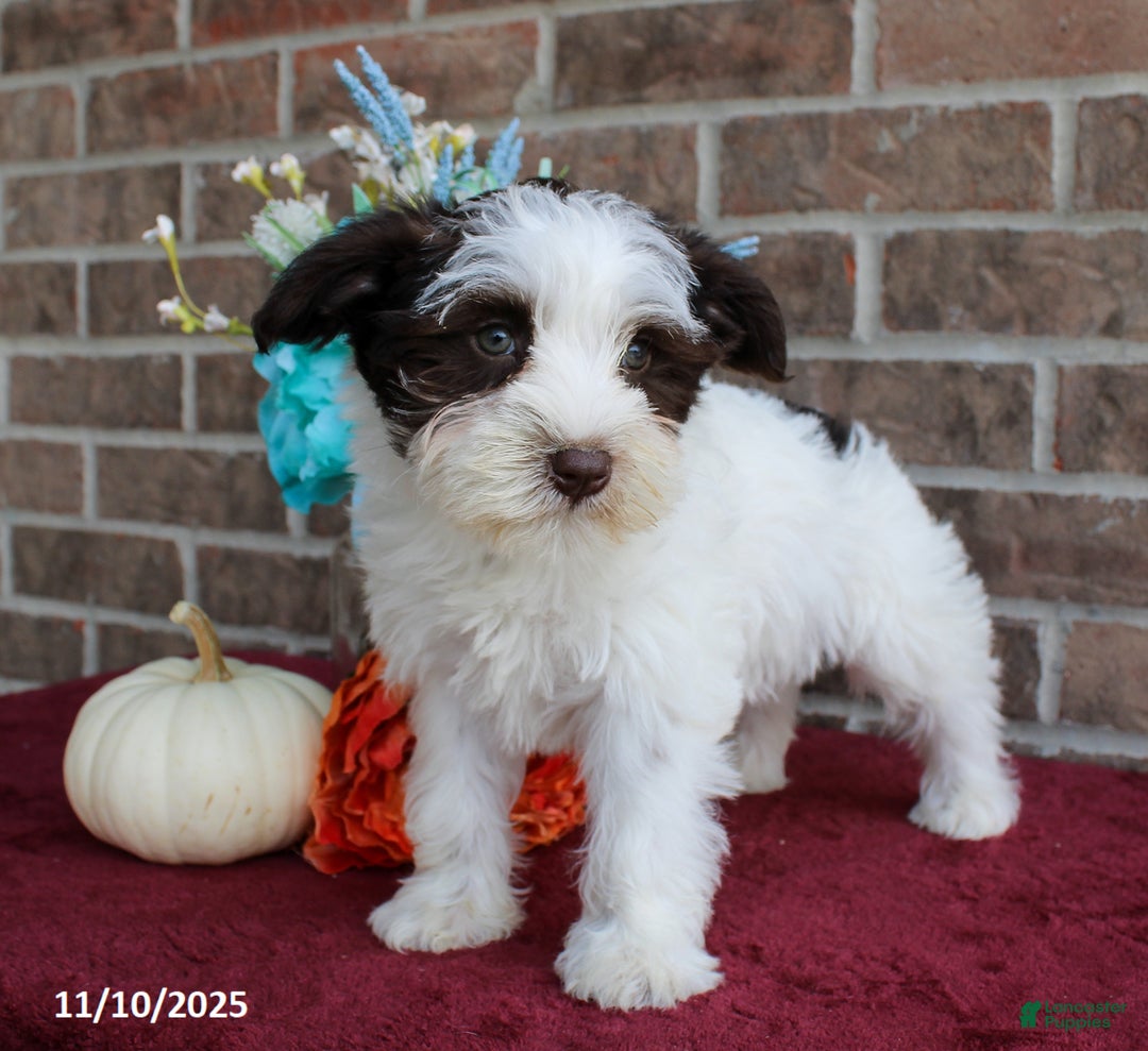 Miniature Schnauzer dogs for sale: Olive  - Ad 5