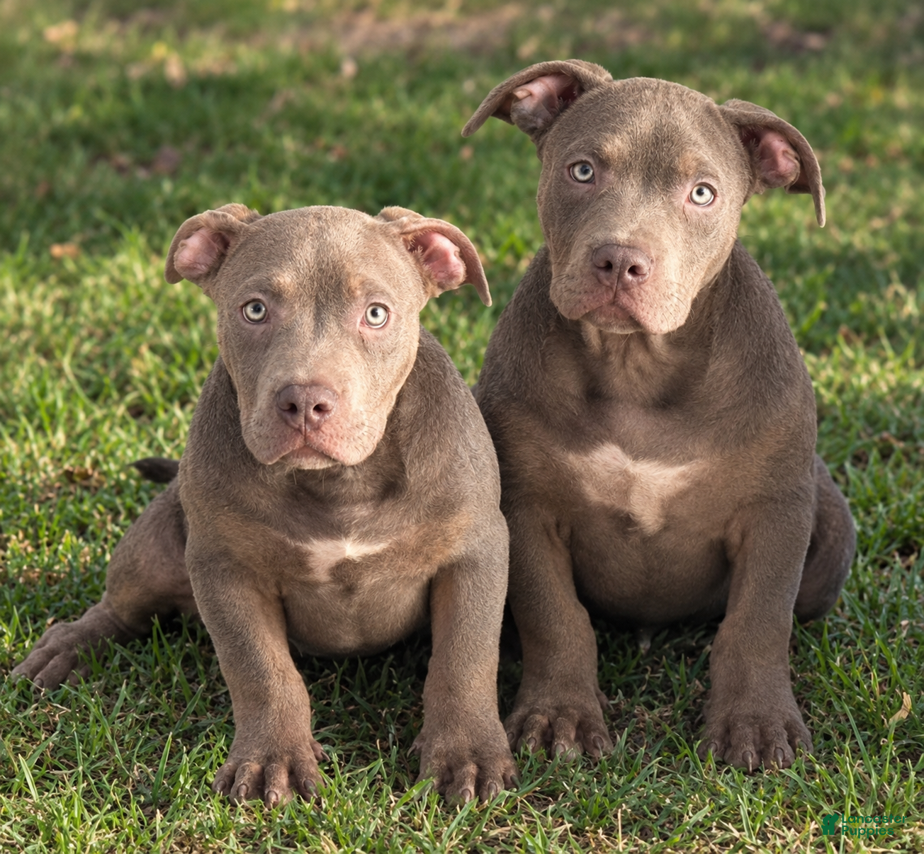 American Bully dogs for sale: American Bully 6 - Ad 23