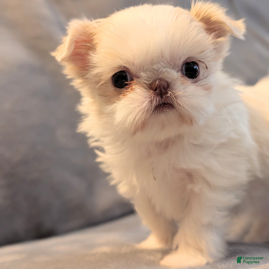 Shih Tzu dogs for sale: Hummingbird - Ad 1