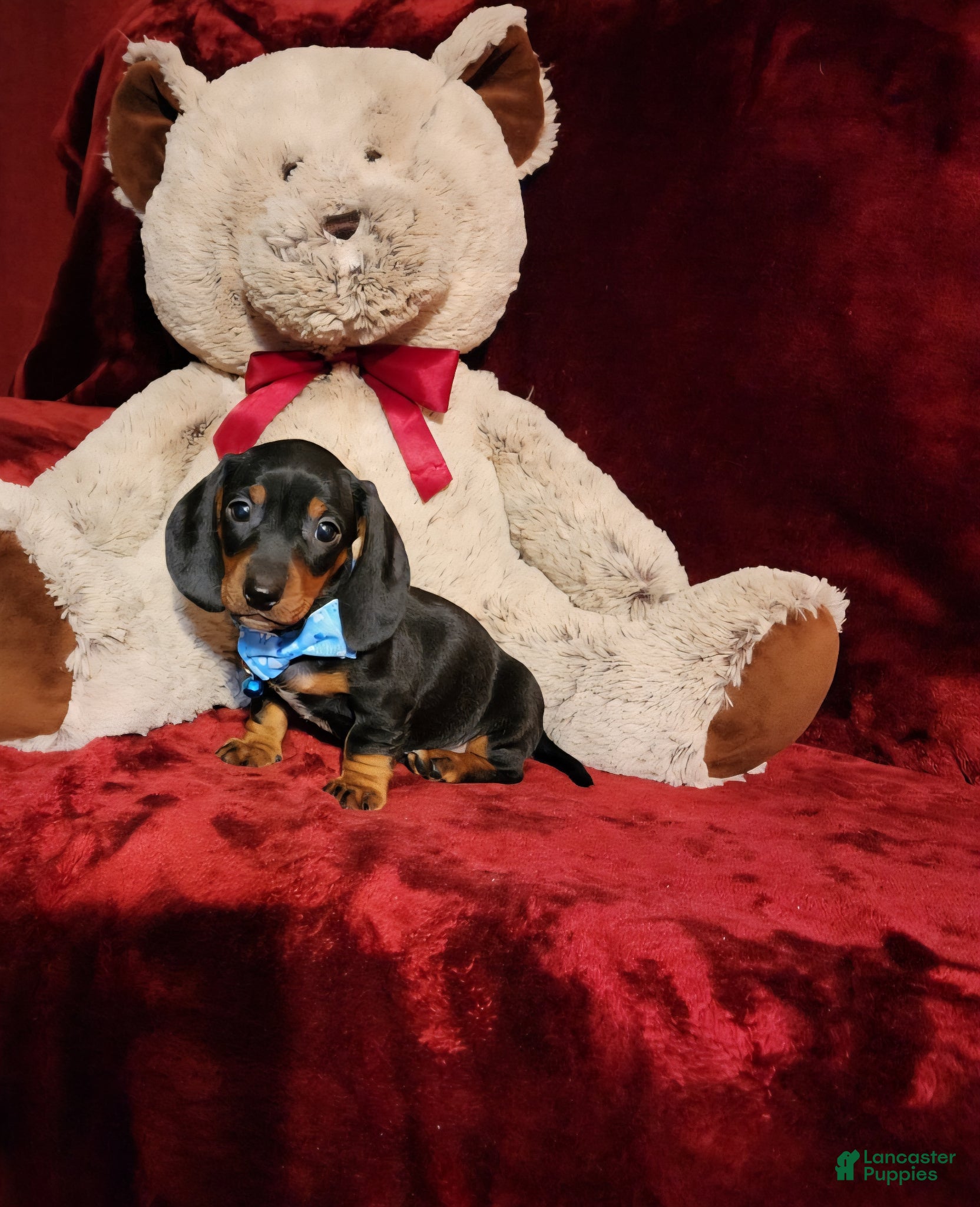 Miniature Dachshund dogs WAYLON - Ad 2