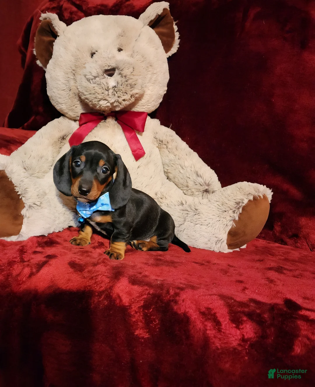 Miniature Dachshund dogs for sale: WAYLON - Ad 1