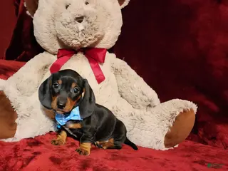 Miniature Dachshund dogs WAYLON - Ad 2
