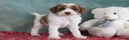Mini Goldendoodle dogs for sale: Sarge - Ad 3