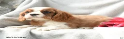 Cavalier King Charles Spaniel dogs for sale: Hugo - Ad 2