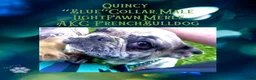 French Bulldog dogs for sale: Quincy “Blue” Collar, Male - Ad 4