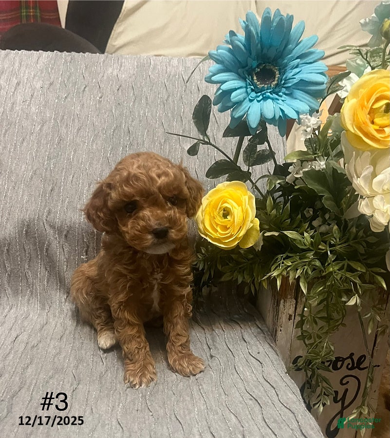 Miniature Poodle dogs Luca - Ad 23