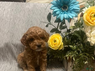 Miniature Poodle dogs Luca - Ad 23
