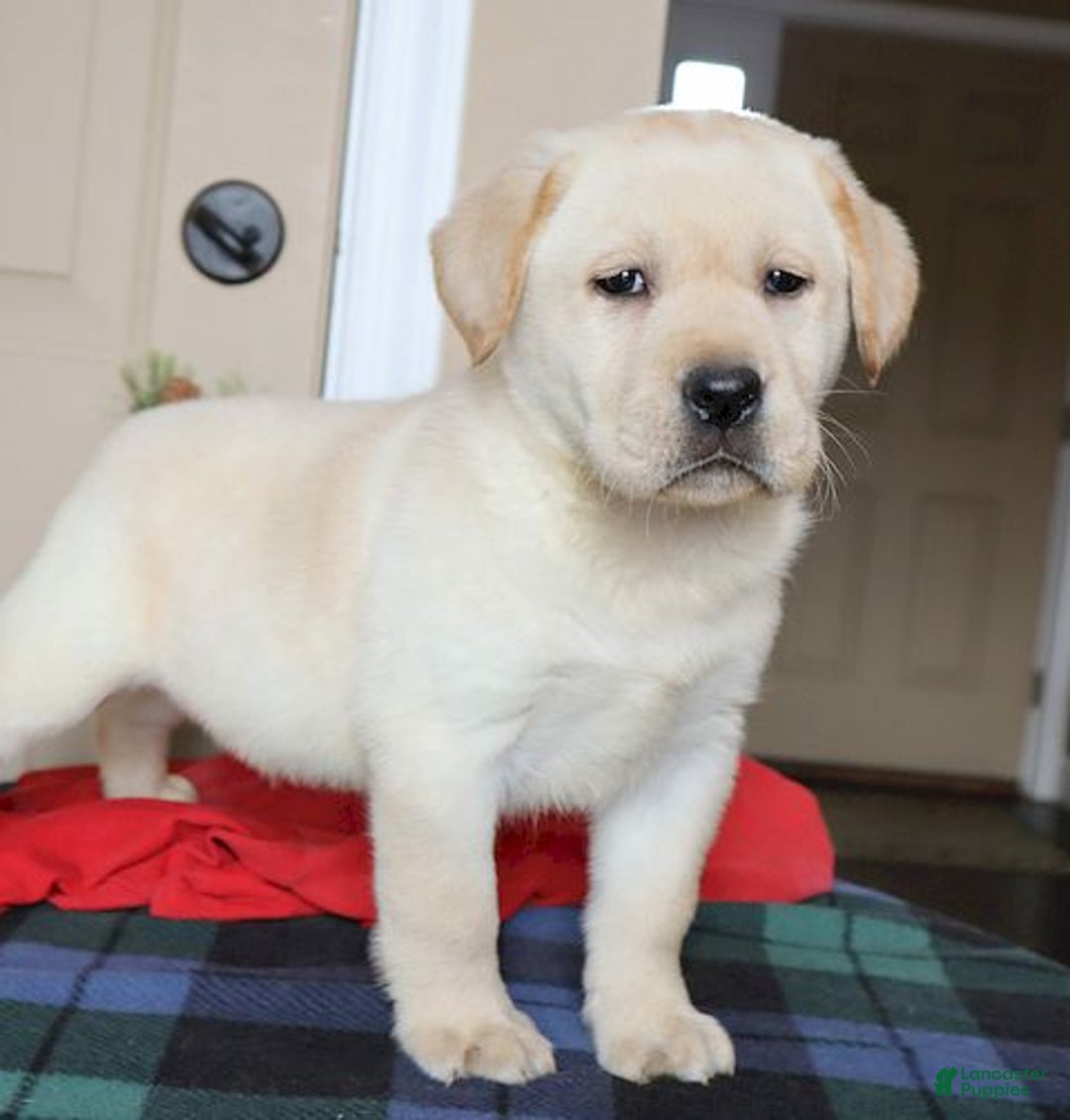 Labrador Retriever dogs for sale:  Winston - Champ lines - Ad 2
