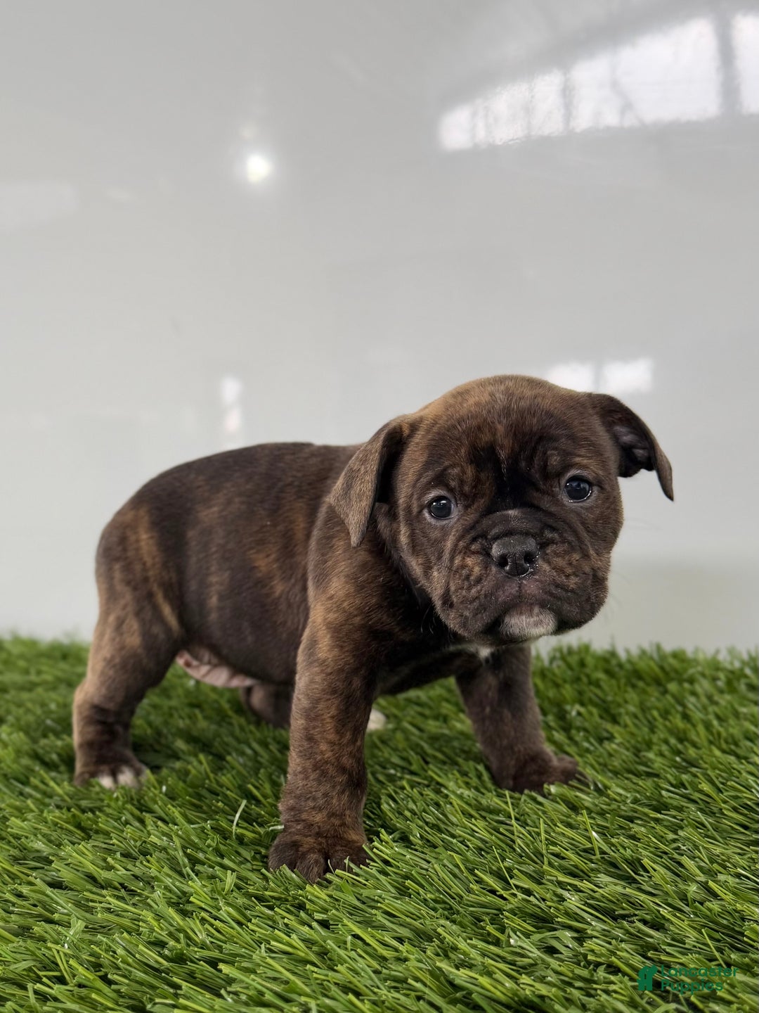 Olde English Bulldogge dogs for sale: Taryn - Ad 2