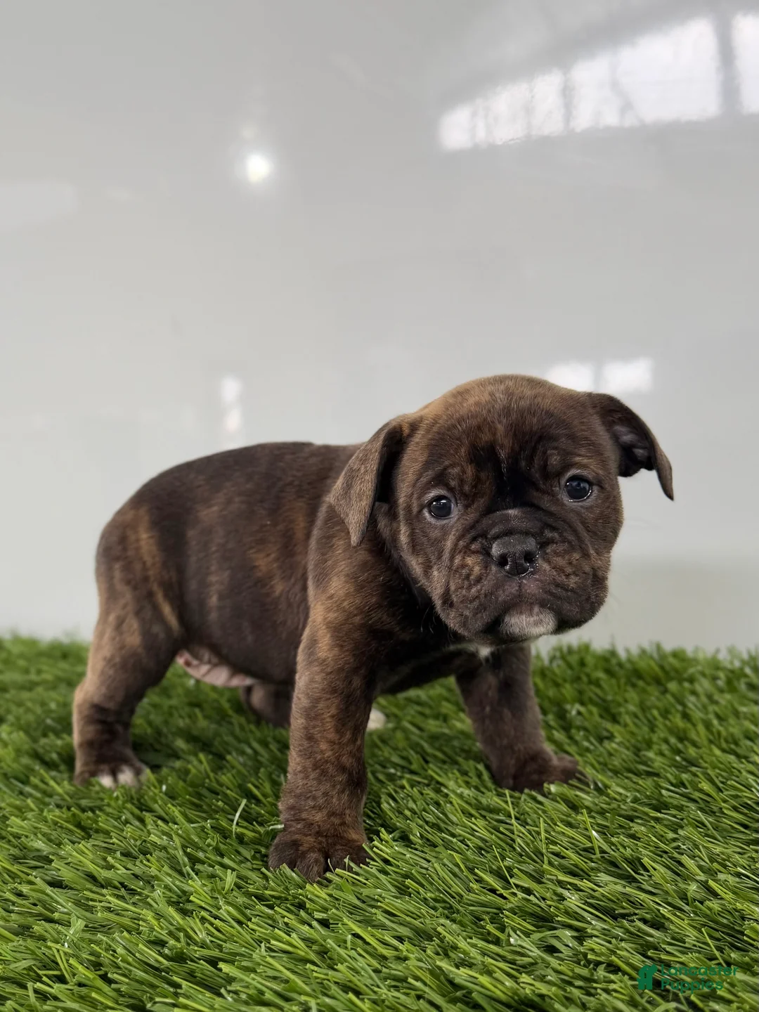 Olde English Bulldogge dogs for sale: Taryn - Ad 2