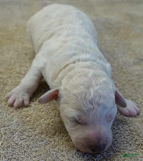 Toy Poodle dogs Zilla - Ad 8