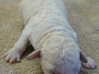 Toy Poodle dogs Zilla - Ad 14