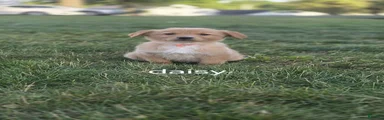 Daisy 