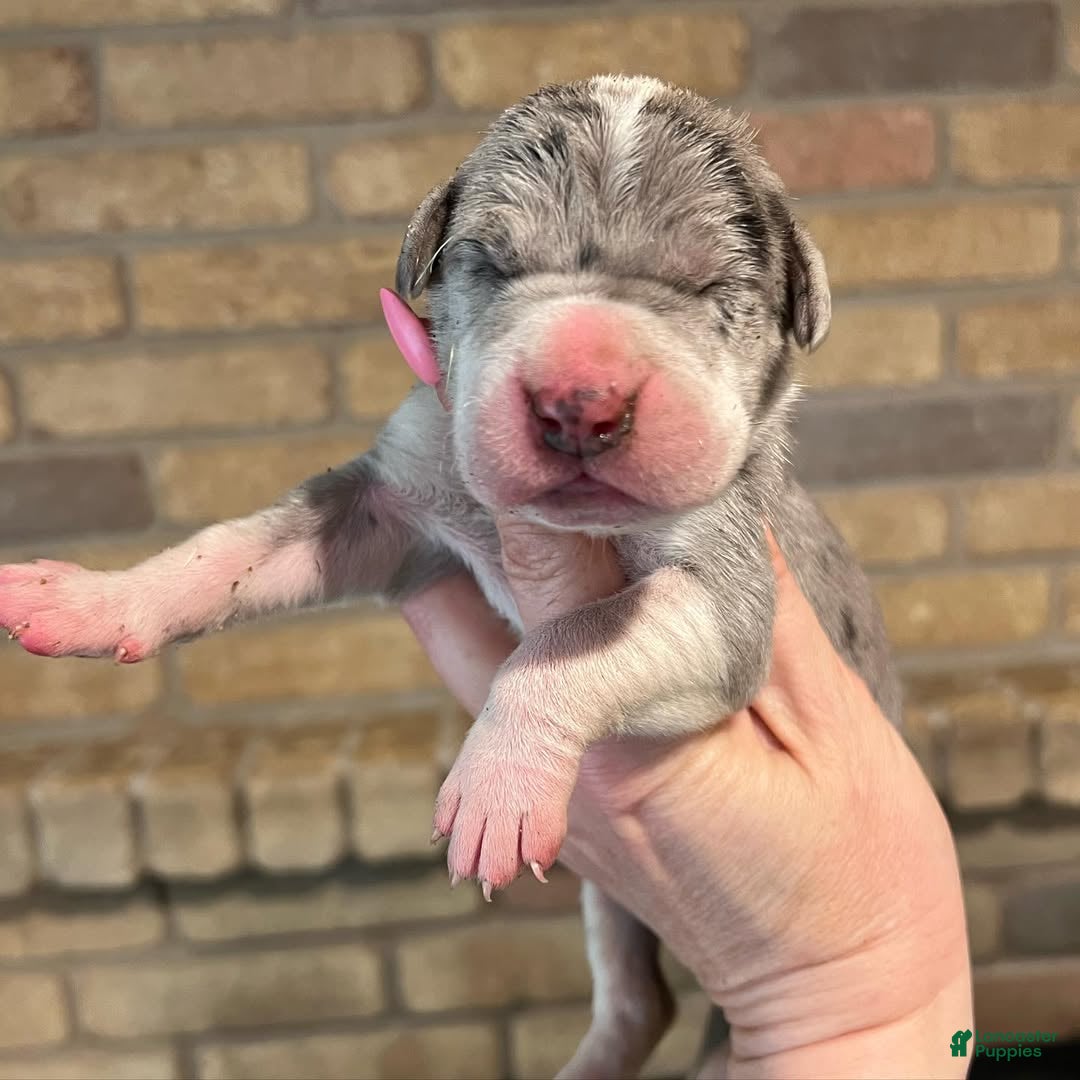 Great Dane dogs for sale: Carbon Creed’s Sterling Vesta - Ad 3