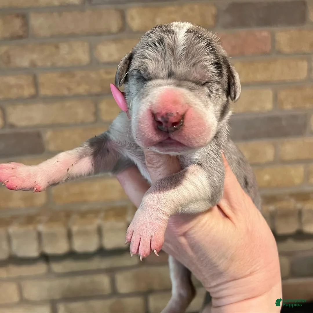 Great Dane dogs for sale: Carbon Creed’s Sterling Vesta - Ad 1