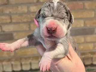 Great Dane dogs for sale: Carbon Creed’s Sterling Vesta - Ad 3