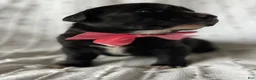 Mixed Breed dogs for sale: Allie - Ad 2