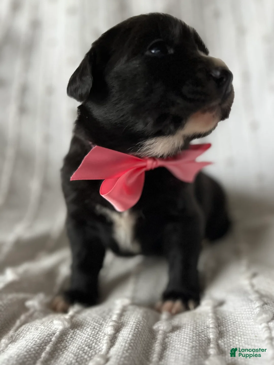 Mixed Breed dogs for sale: Allie - Ad 2