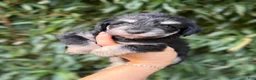 Miniature Schnauzer dogs for sale: Miniature Schnauzer 2 - Ad 1