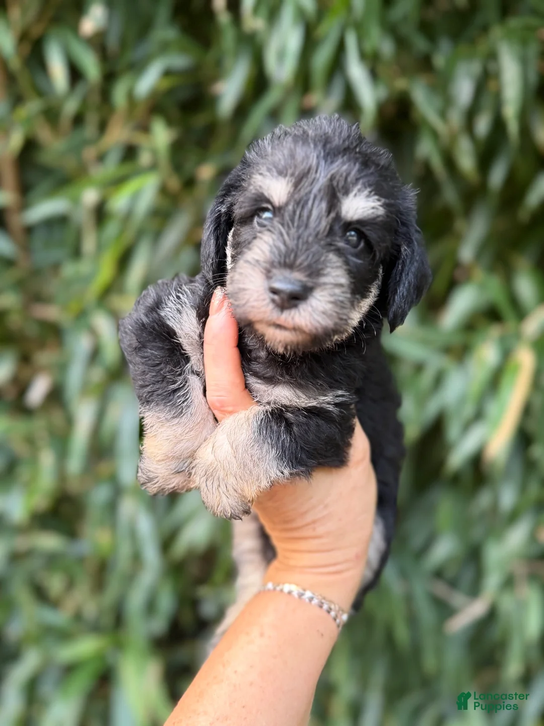 Miniature Schnauzer dogs for sale: Miniature Schnauzer 2 - Ad 1