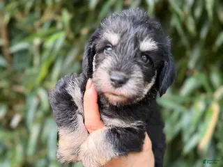 Miniature Schnauzer dogs Miniature Schnauzer 2 - Ad 34