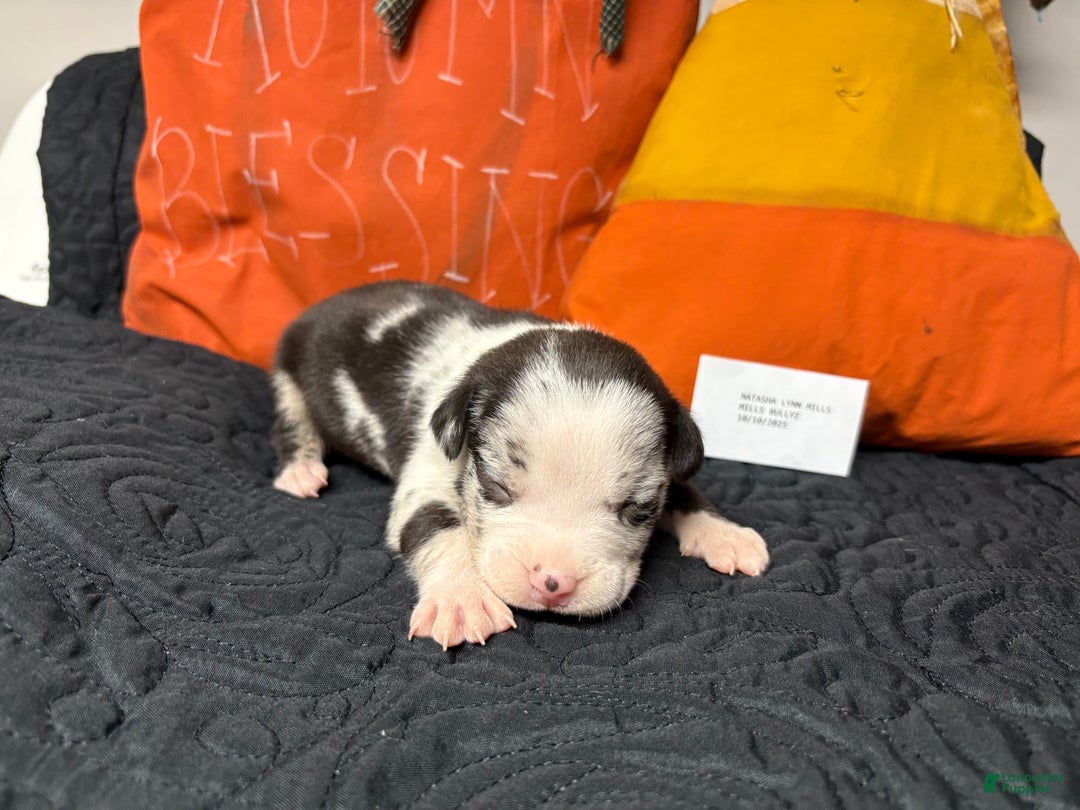American Bully dogs for sale: Oreo - Ad 6