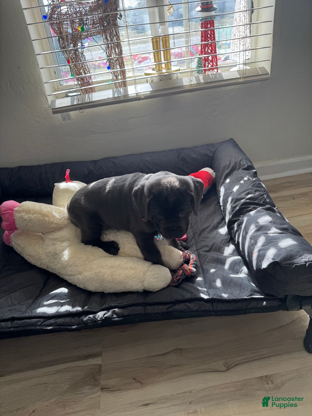 Cane Corso dogs for sale: Shelby - Ad 3