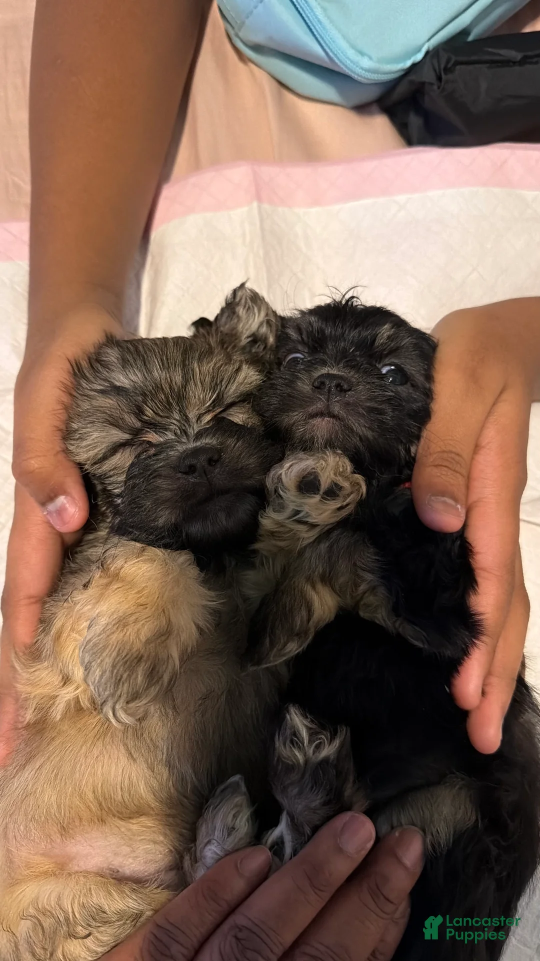 Mixed Breed dogs for sale: Mixed Breed Puppy 1 - Ad 11