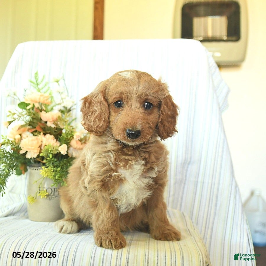 Mini Goldendoodle dogs Indigo  - Ad 2